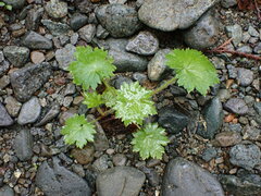 Boykinia occidentalis