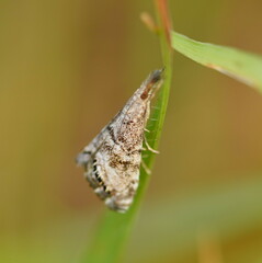 Glaucocharis dilatella