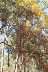 Acacia torulosa