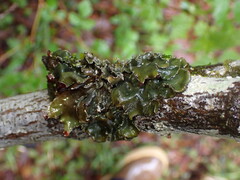 Peltigera collina