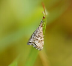 Glaucocharis dilatella