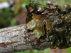 Peltigera collina