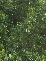 Fraxinus berlandieriana