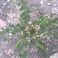 Polanisia dodecandra trachysperma