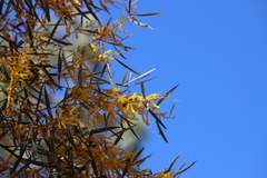Acacia torulosa
