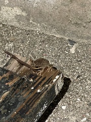 Eleutherodactylus coqui