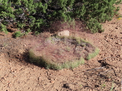 Muhlenbergia torreyi