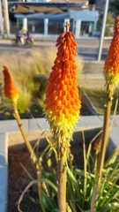 Kniphofia