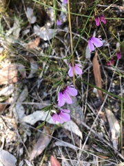 Tetratheca ericifolia