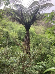 Cyathea medullaris