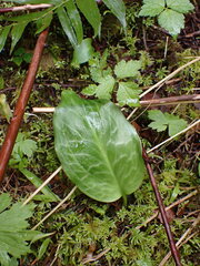 Erythronium revolutum