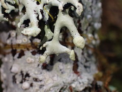 Hypogymnia tubulosa