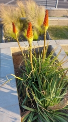 Kniphofia