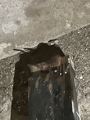 Eleutherodactylus coqui