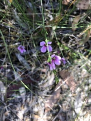 Tetratheca ericifolia