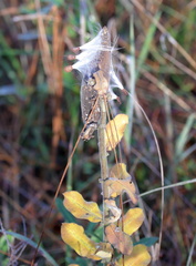 Asclepias obovata