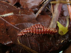 Nearctodesmidae