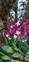 Epidendrum porphyreum