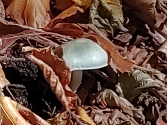Stropharia aeruginosa