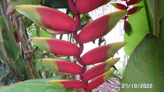 Heliconia rostrata