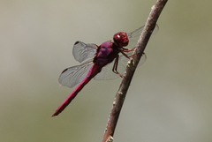 Orthemis discolor