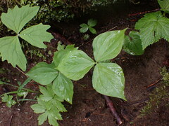 Trillium ovatum
