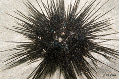 Canthigaster jactator