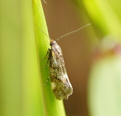 Euthictis marmaraspis