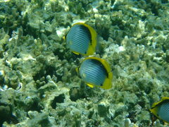 Chaetodon melannotus