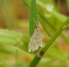 Glaucocharis dilatella