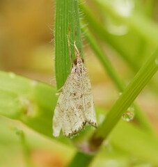 Glaucocharis dilatella