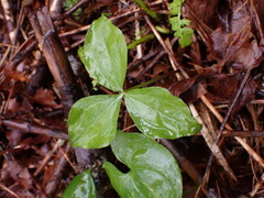 Trillium ovatum