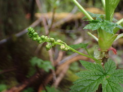 Ribes bracteosum