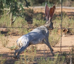Lepus alleni