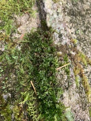 Mnium spinulosum