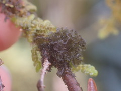 Scytinium polycarpum