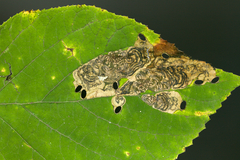 Aspilanta hydrangaeella