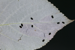 Aspilanta hydrangaeella