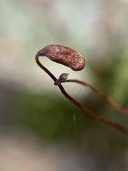 Mnium spinulosum