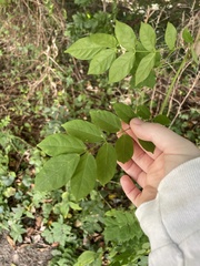 Wisteria sinensis