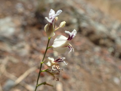 Streptanthus glandulosus secundus