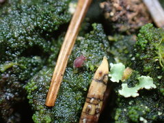 Dicyrtomidae