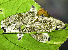 Aspilanta hydrangaeella