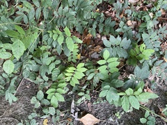 Wisteria sinensis
