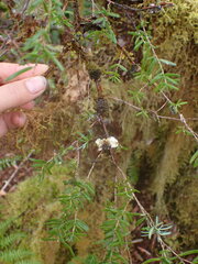 Scytinium polycarpum