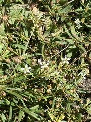 Mollugo verticillata