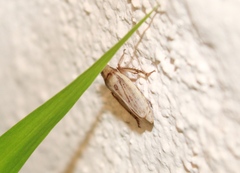 Prairiana