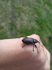 Heilipodus scabripennis