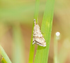 Glaucocharis dilatella