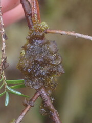 Scytinium polycarpum